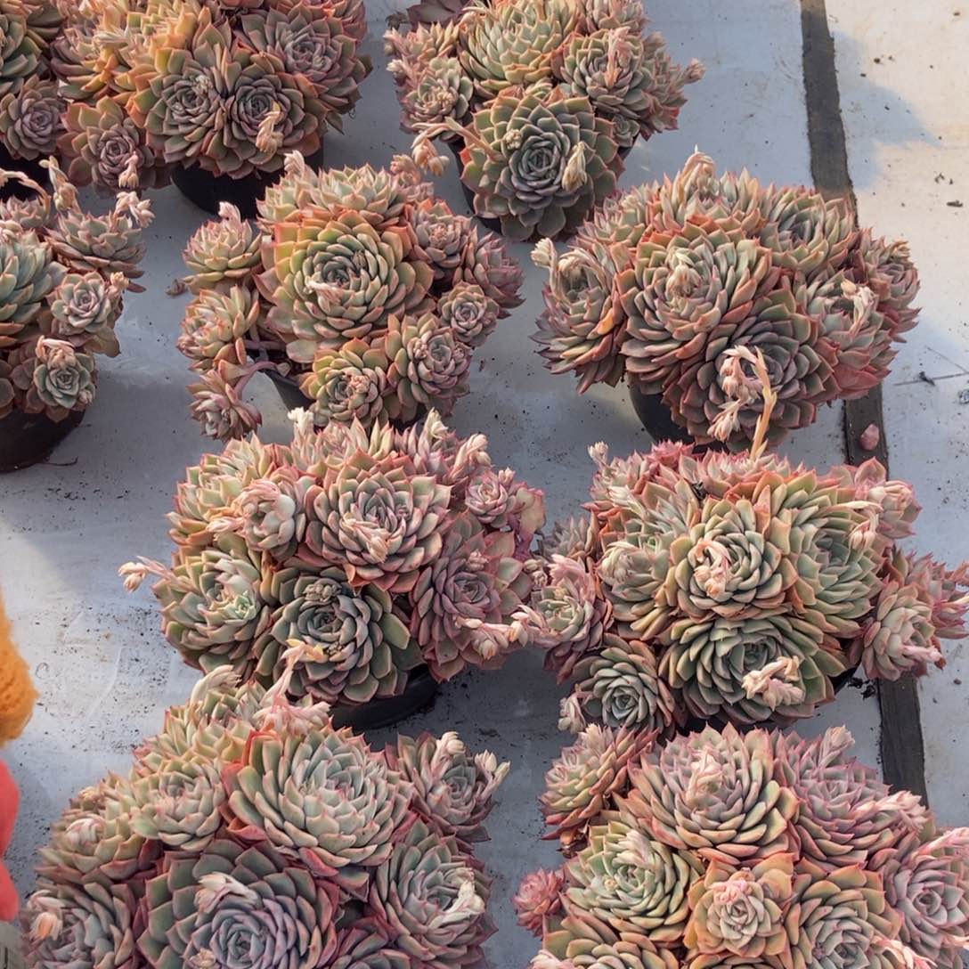 艾格利亚玫瑰随机发货一棵