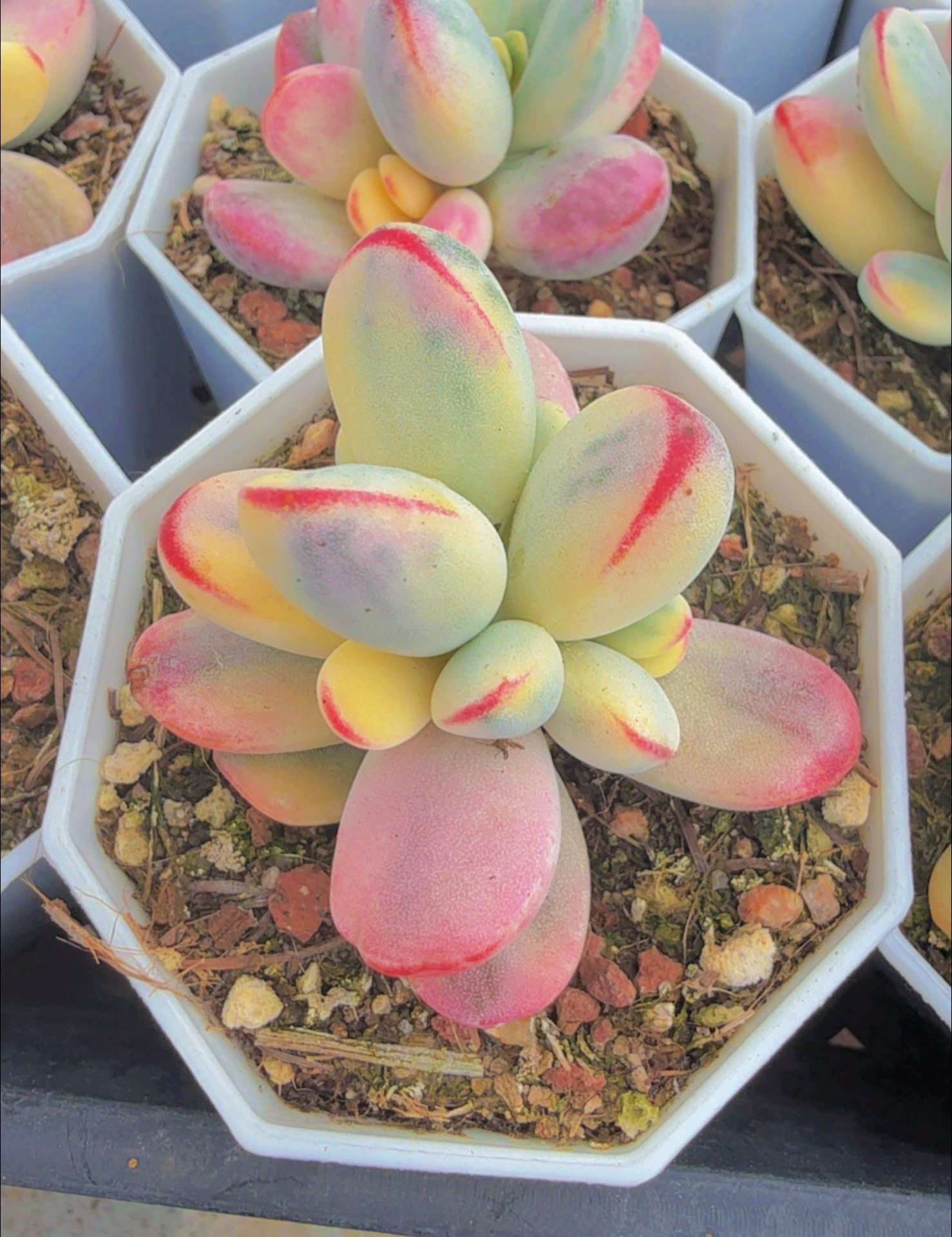 乒乓福娘锦 （满12.9包邮）