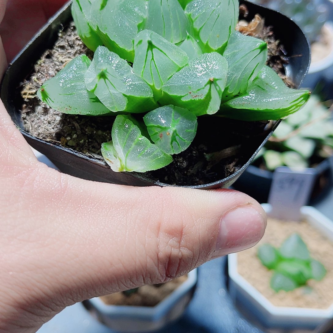 冰城寿精品十二卷