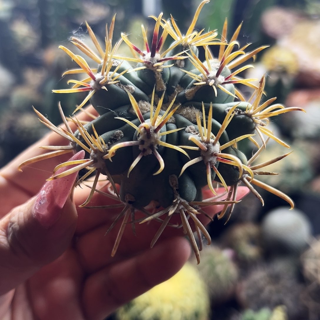 庆松玉仙人球11111111