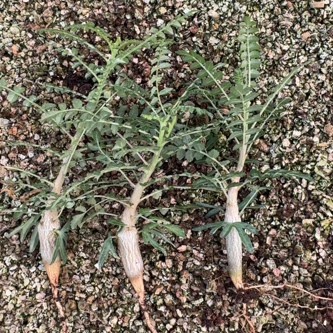 尼嘞达乳香量拍多肉植物
