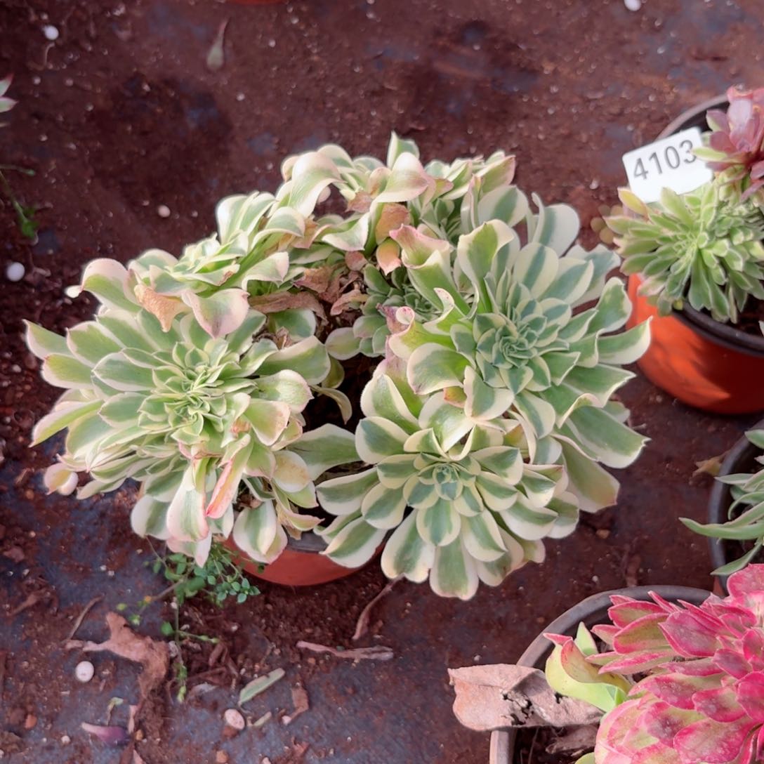 我4104 号多肉法师新年特价