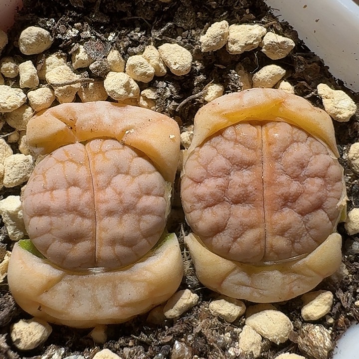 生石花11111222。  285