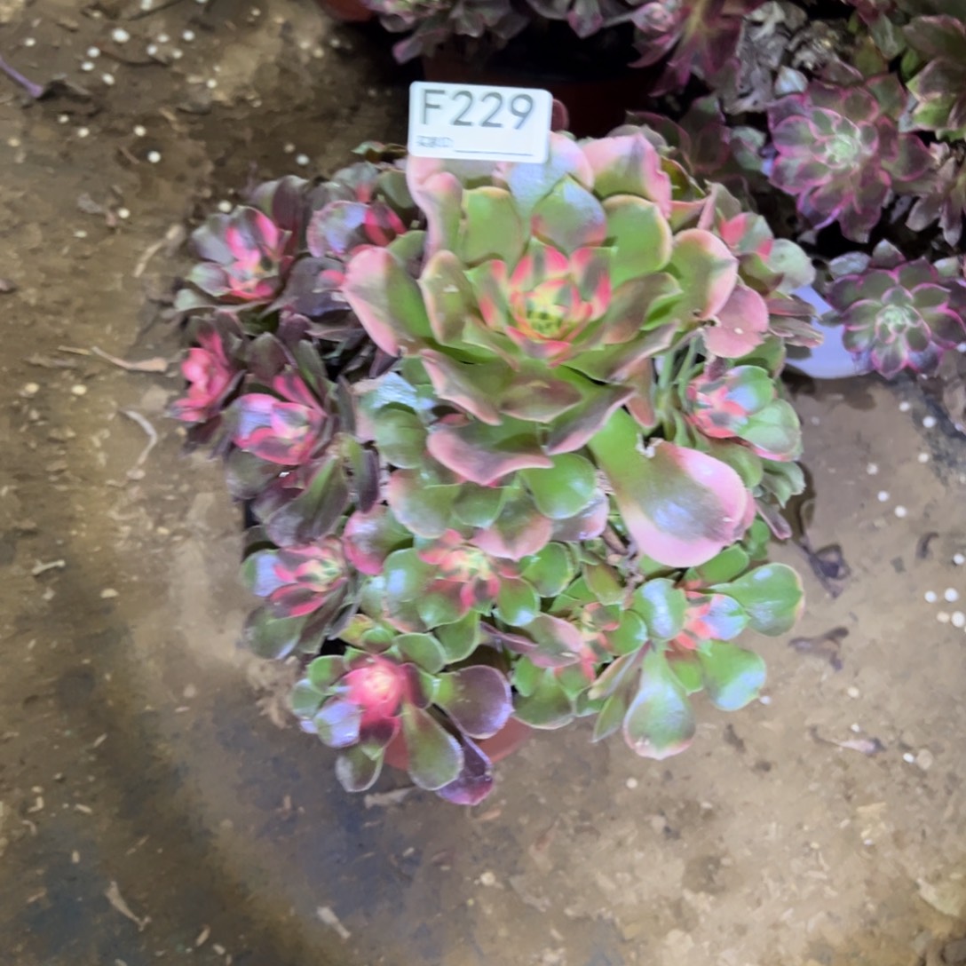 229香妃多肉植物法师