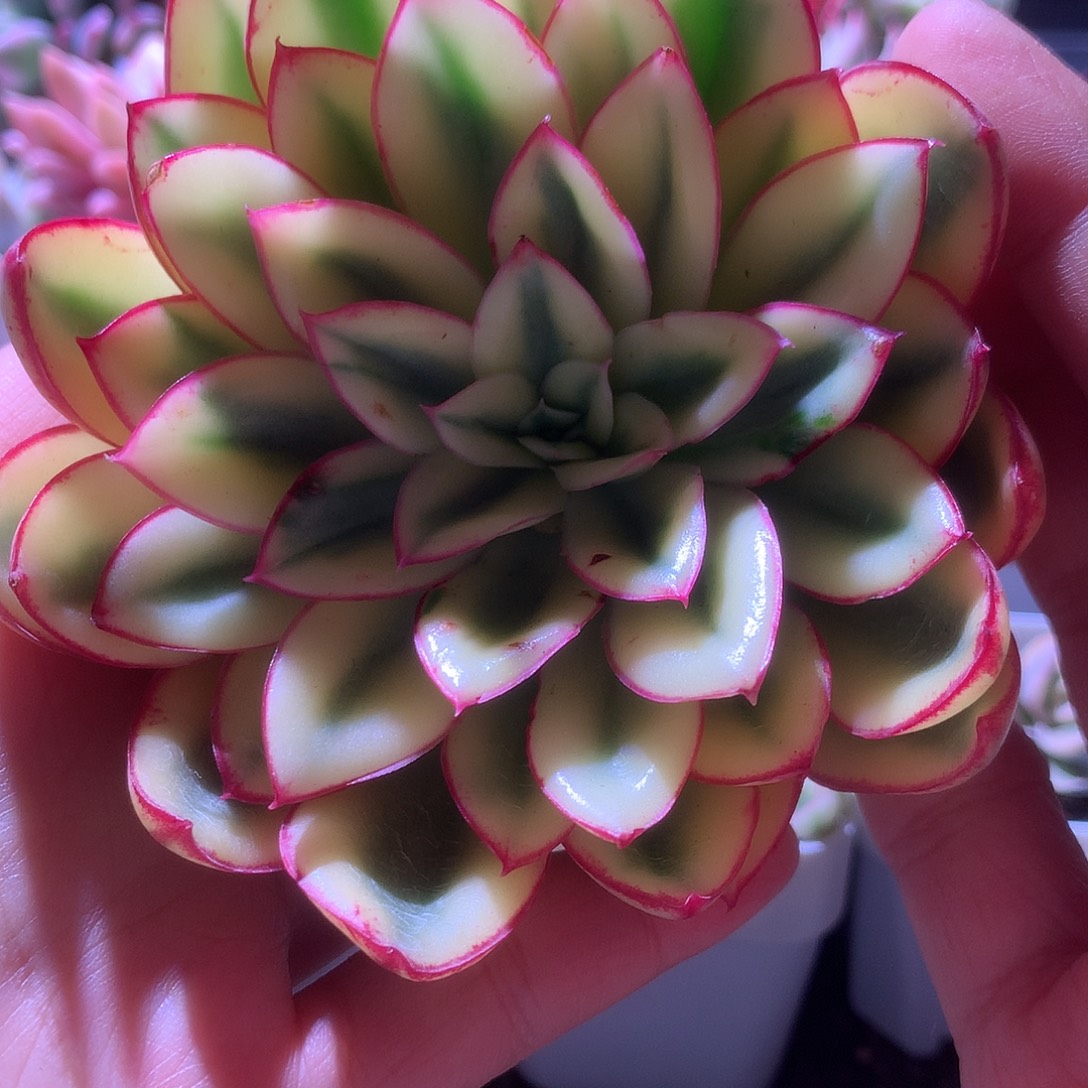 开播福利红花女王覆轮锦砍头有根