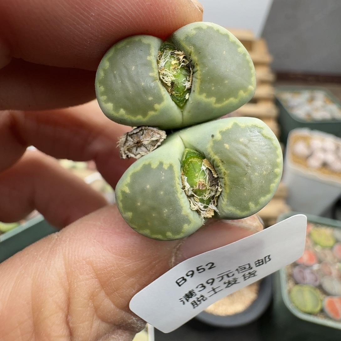 952多肉哈哈哈哈哈哈