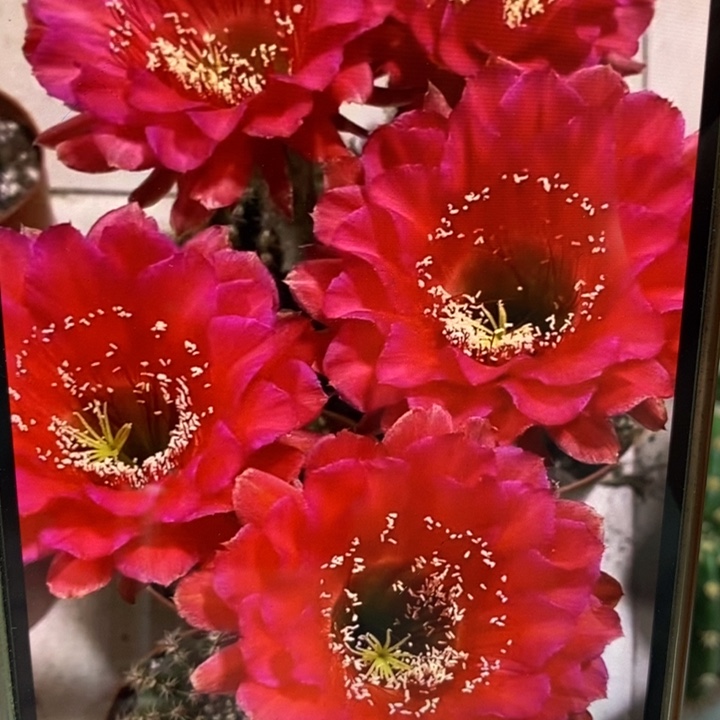 彩草香红颜群5个头