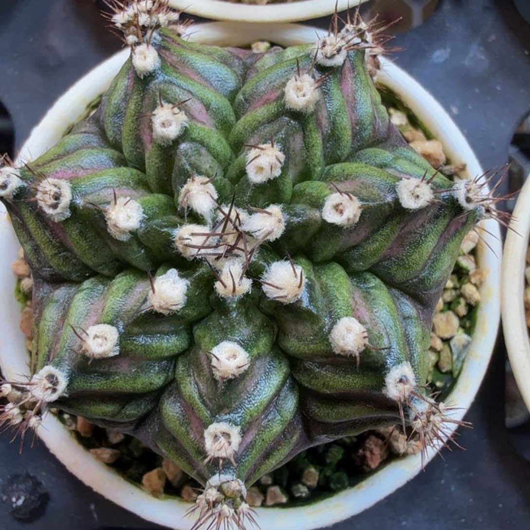 当前无花朵，栽培后可花朵