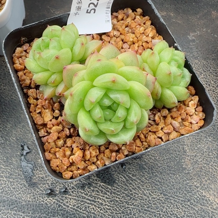 灯泡珍妮，5228多肉植物