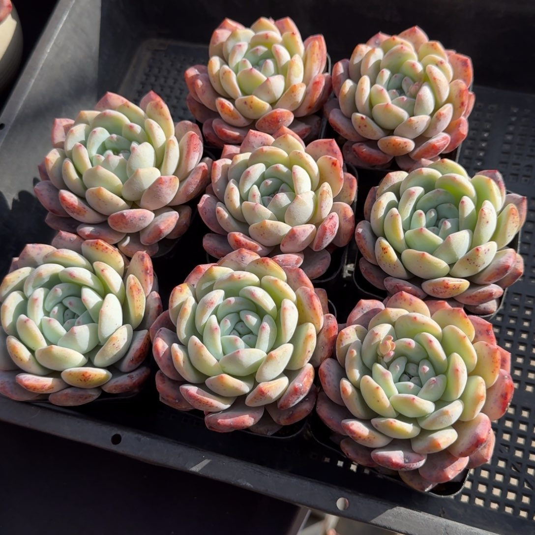 8颗一组，特价组合