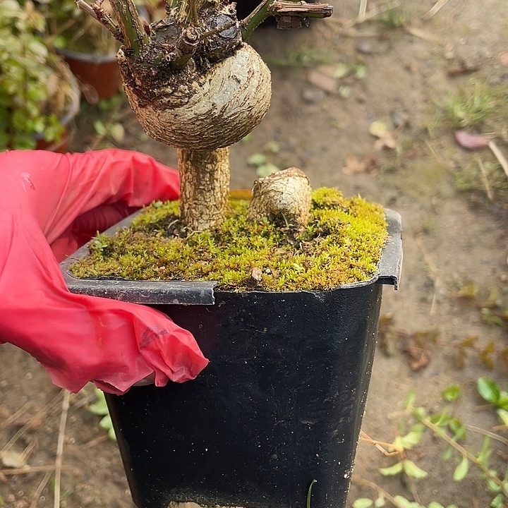 K***k无花朵30菊花计划经济空间