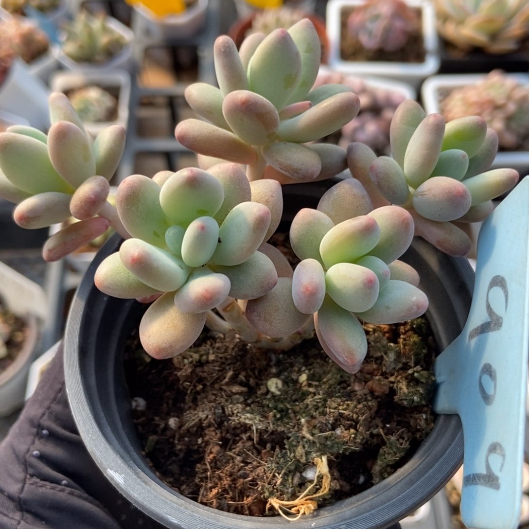 909苹果奶多肉植物保护