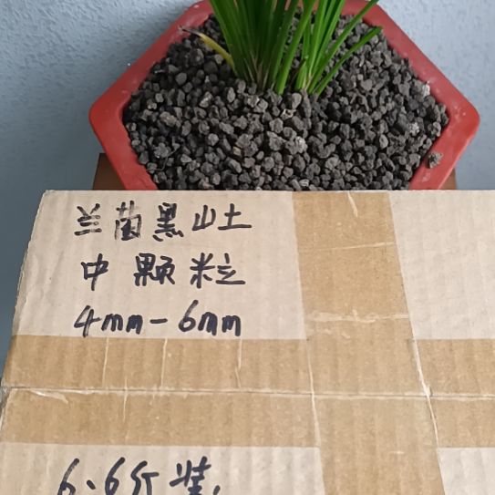 派***裤兰菌黑山土中颗粒6.6斤
