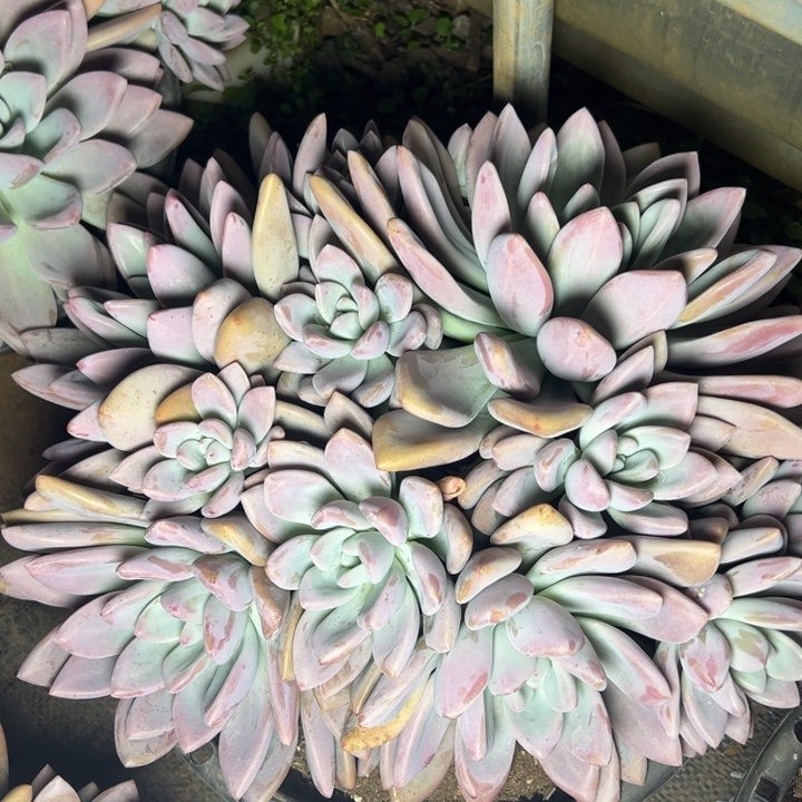 普***瓜云欣多肉植物奥普淋娜
