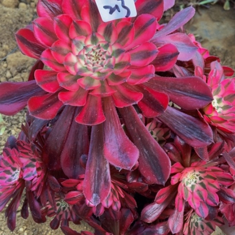 红同白213多肉不包断