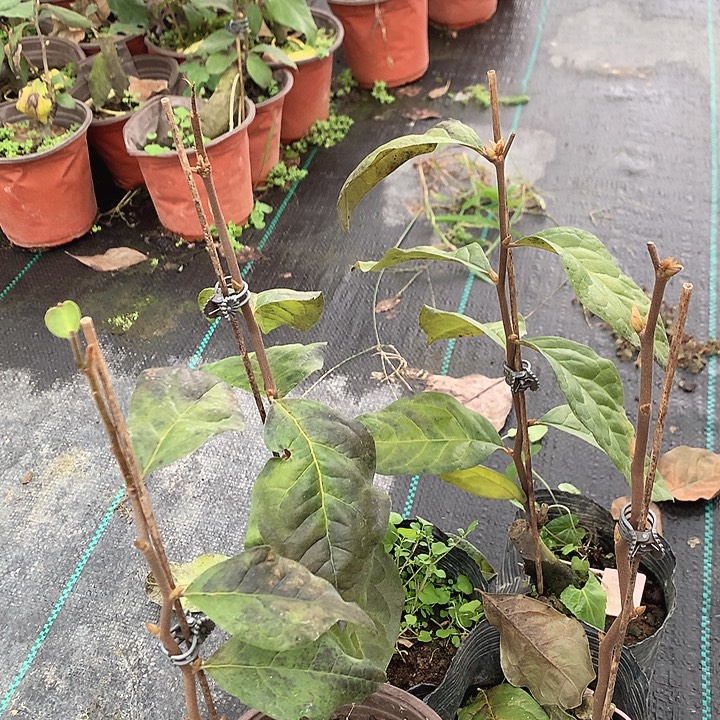 无花朵天王之王32.8