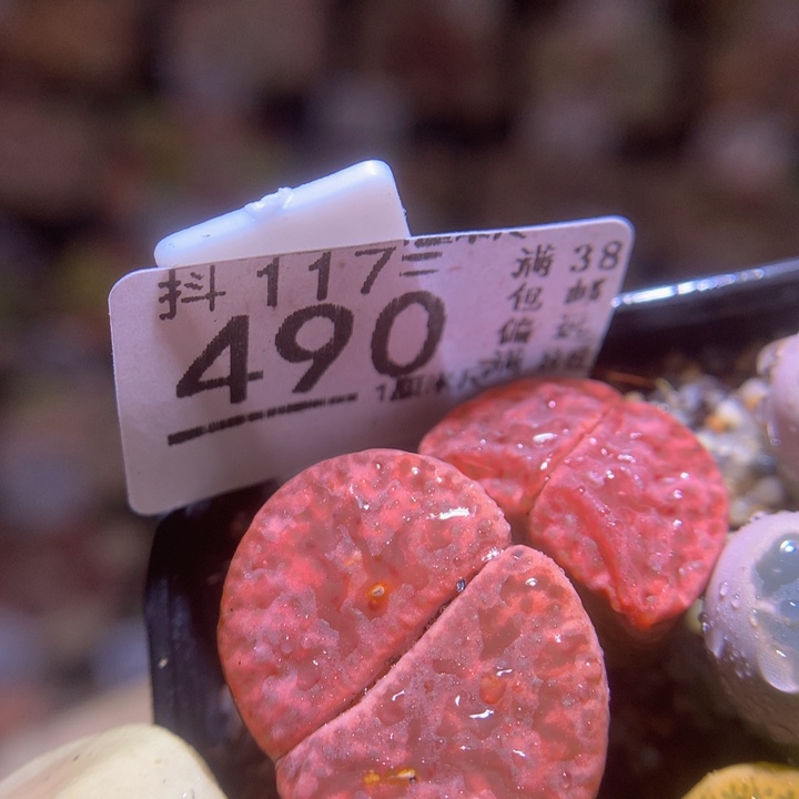 精品生石花117.490