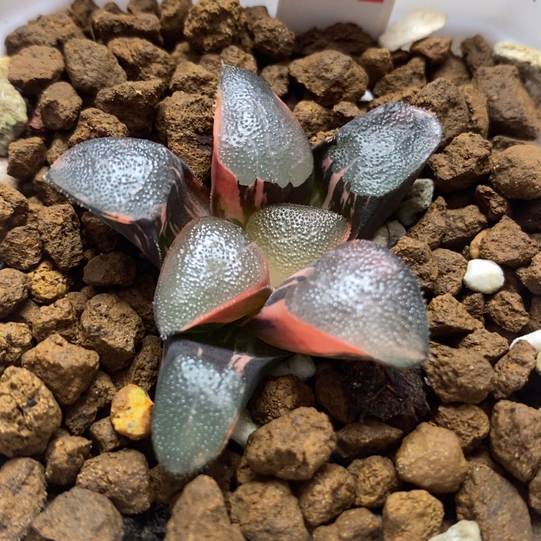 292丘比特锦一物一拍