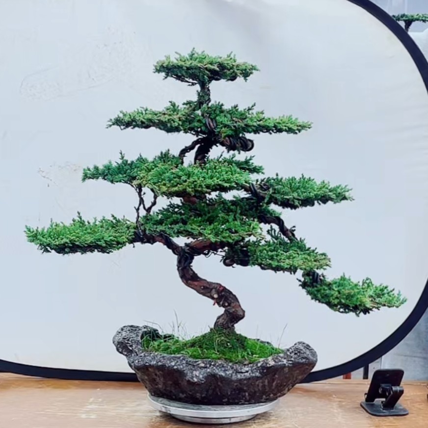 精品老桩S弯珍珠柏