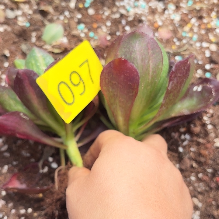 多肉植物福利097