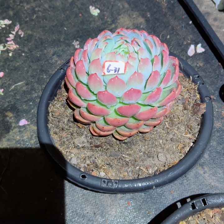 一***_精品多肉植物老桩