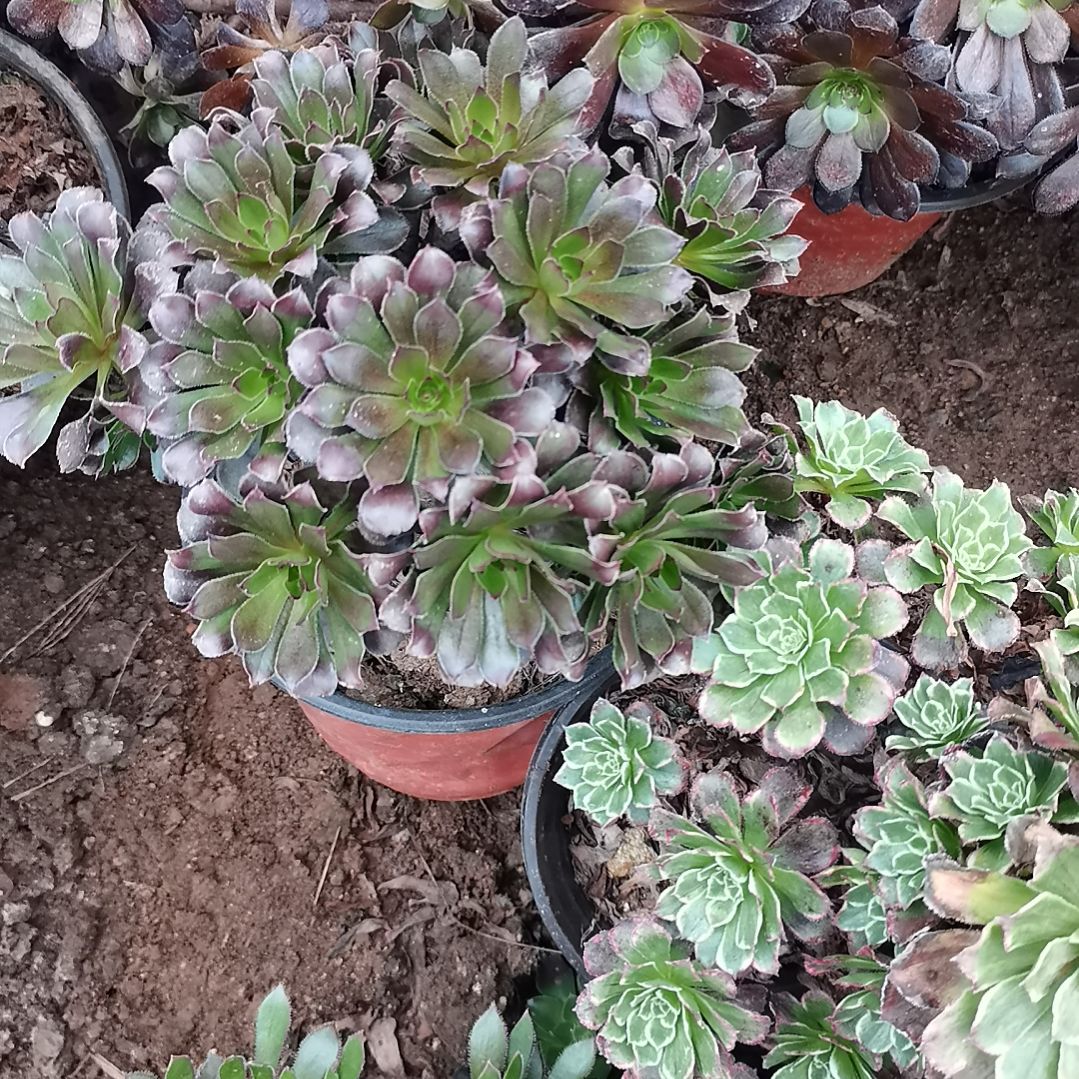 灰法师多肉法师多肉3-53