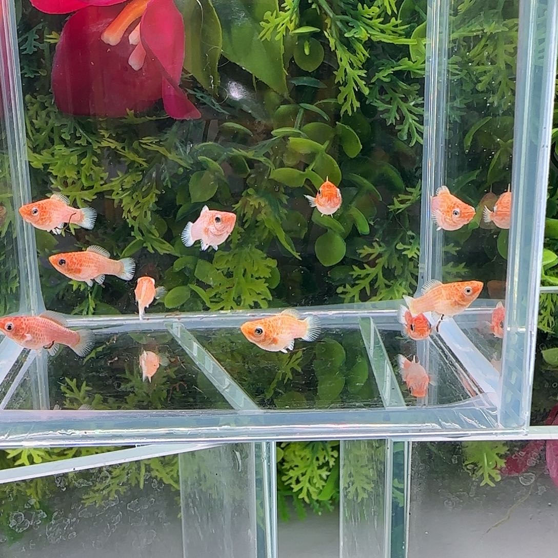 孔雀鱼钻石玛丽鱼黄金苗，10条