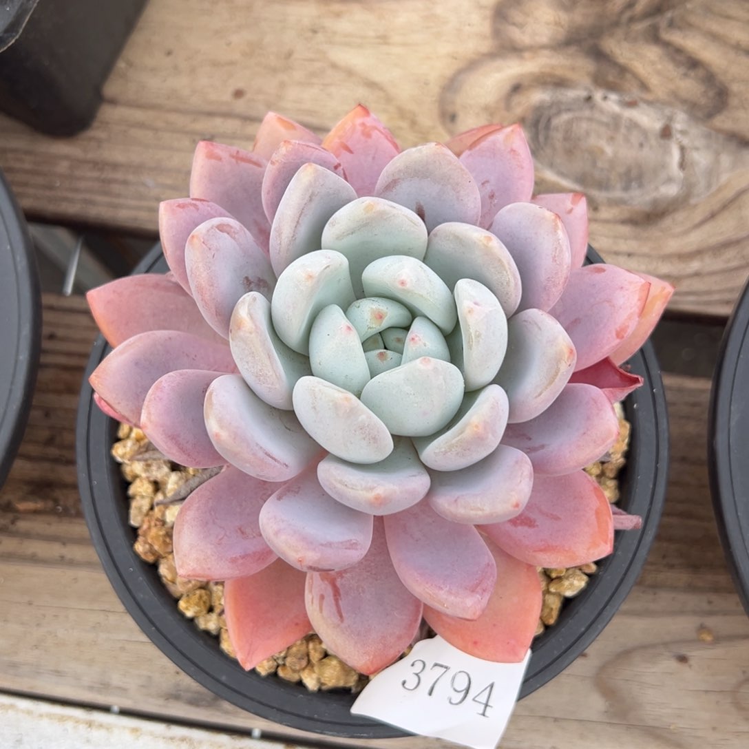 ?****?3794肉肉肉肉肉肉