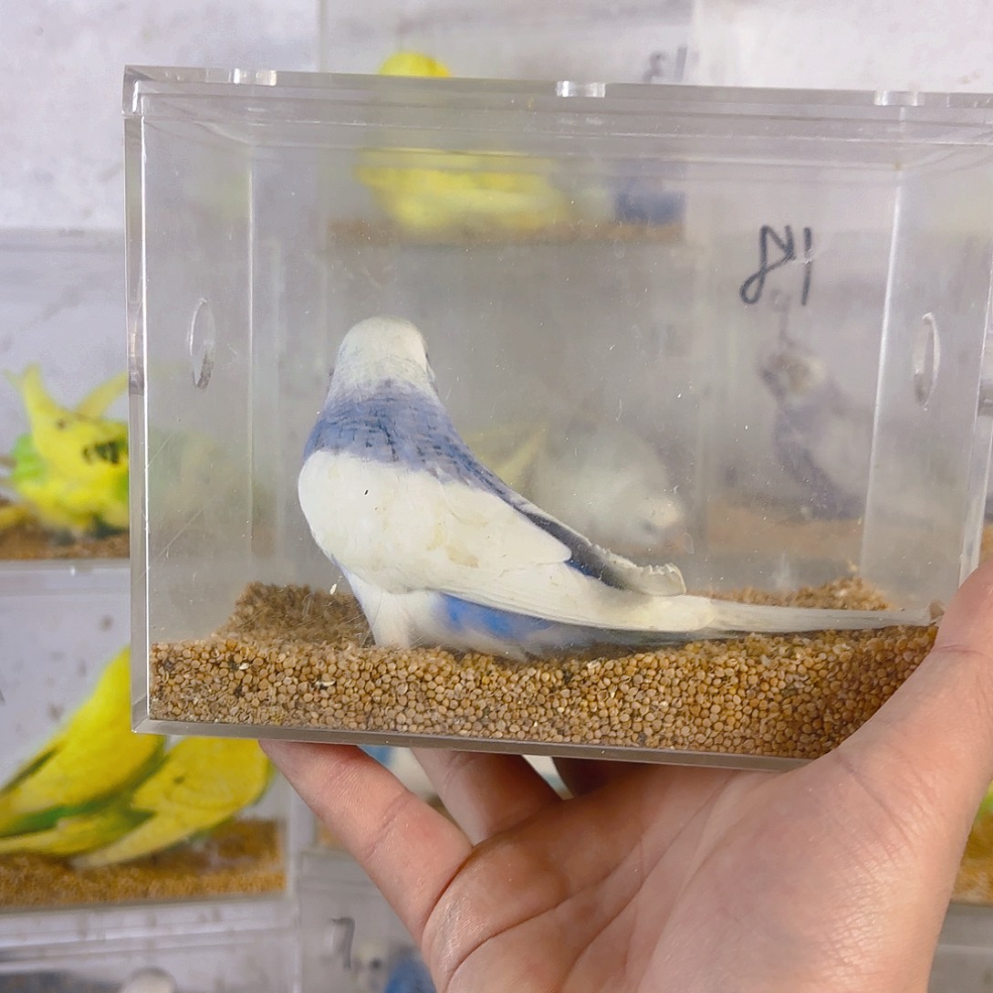 ****…虎皮鹦鹉大头一只