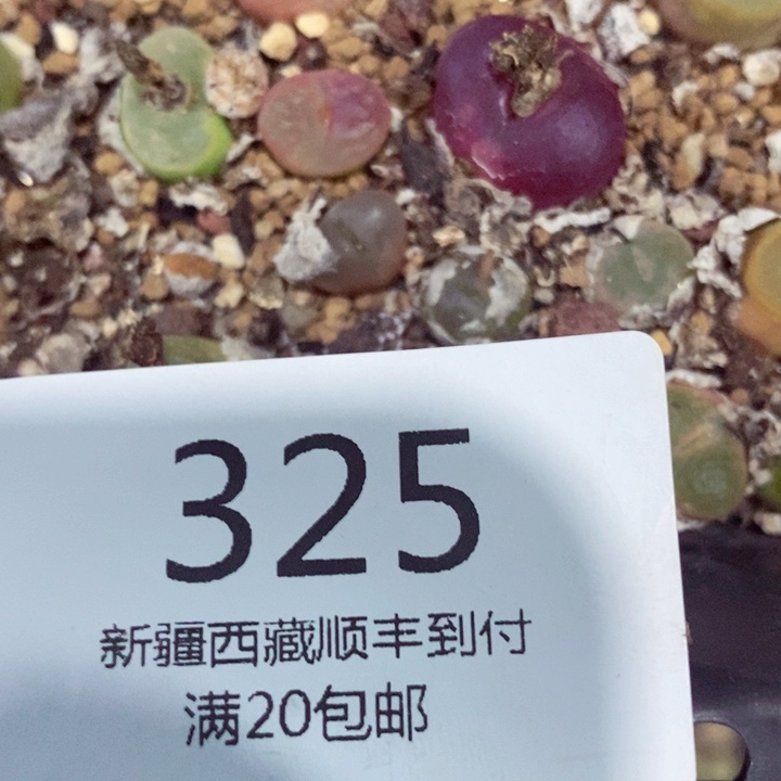 7**～我是一只小小鸟地域鬼的325