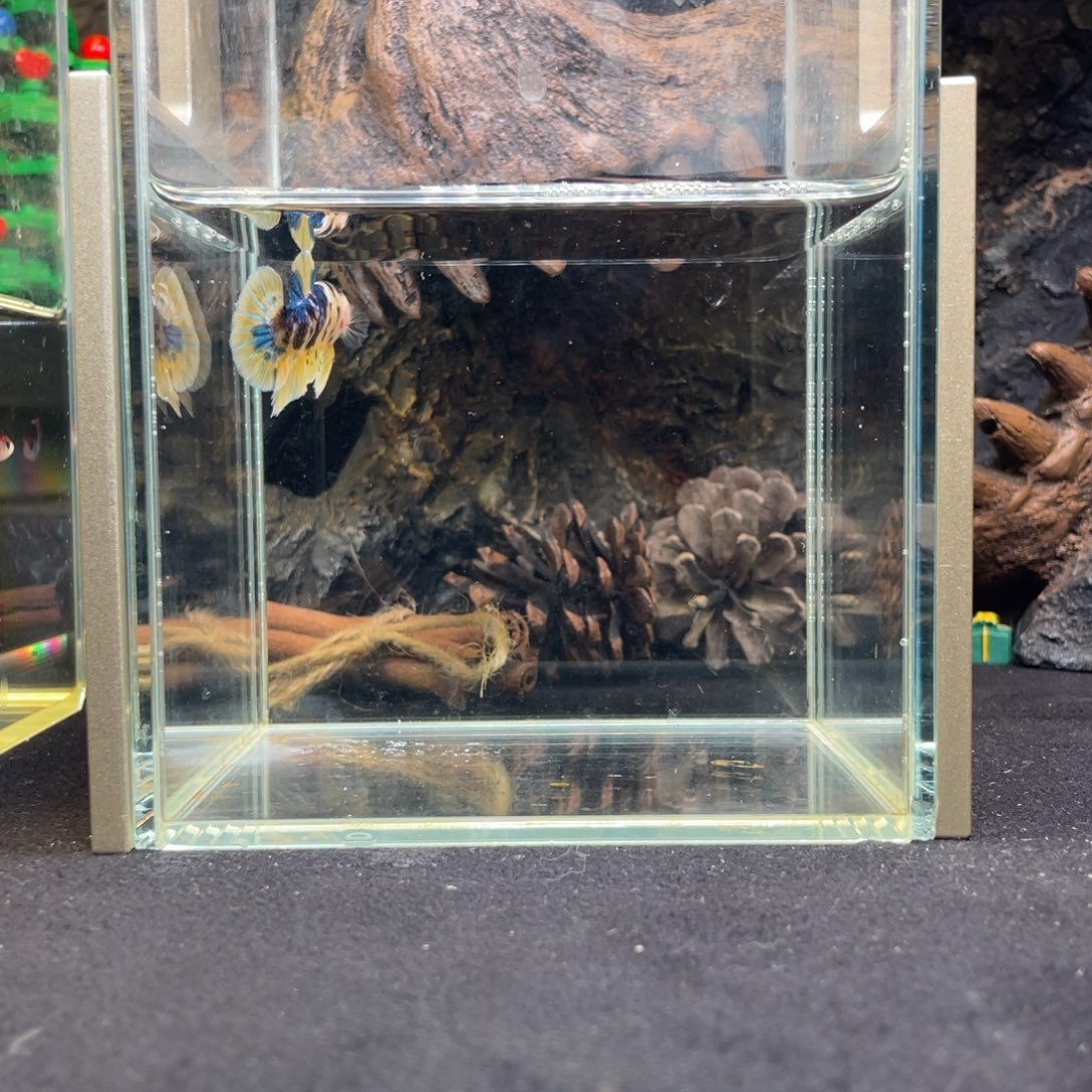 斗鱼十二月十一日竞价