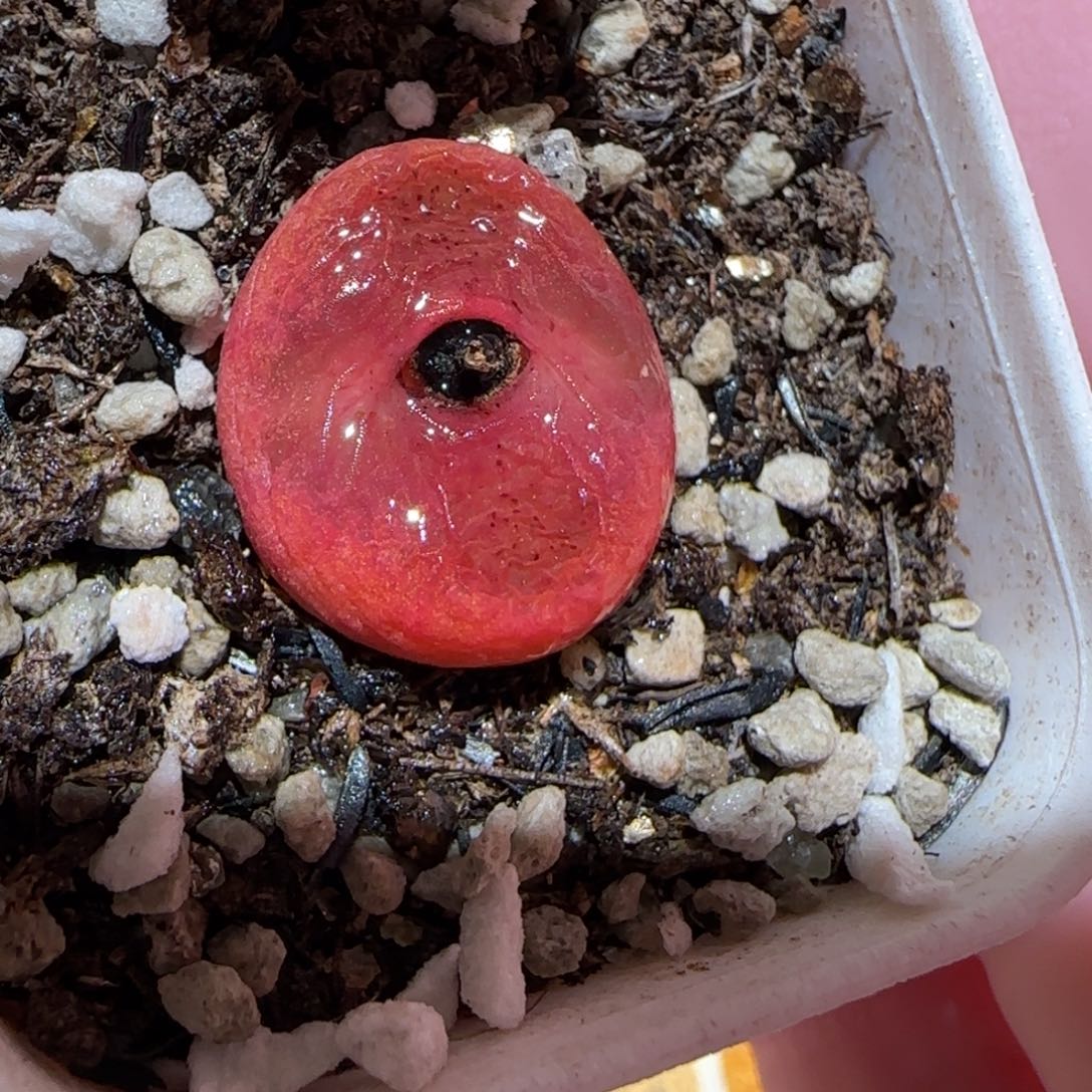 肉锥多肉植物百科-水蜜桃1568