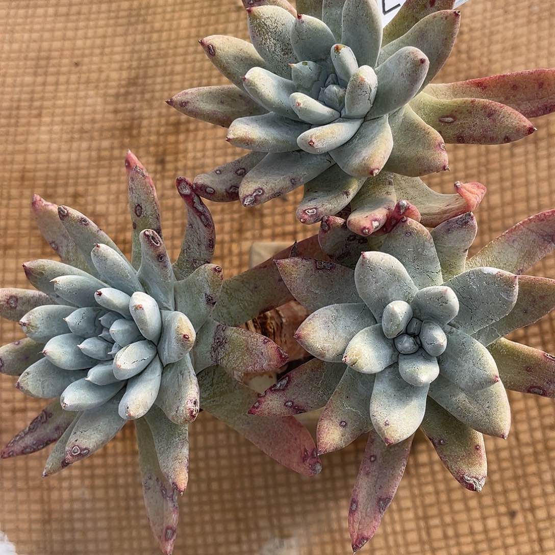 红拇指杂交老桩11070