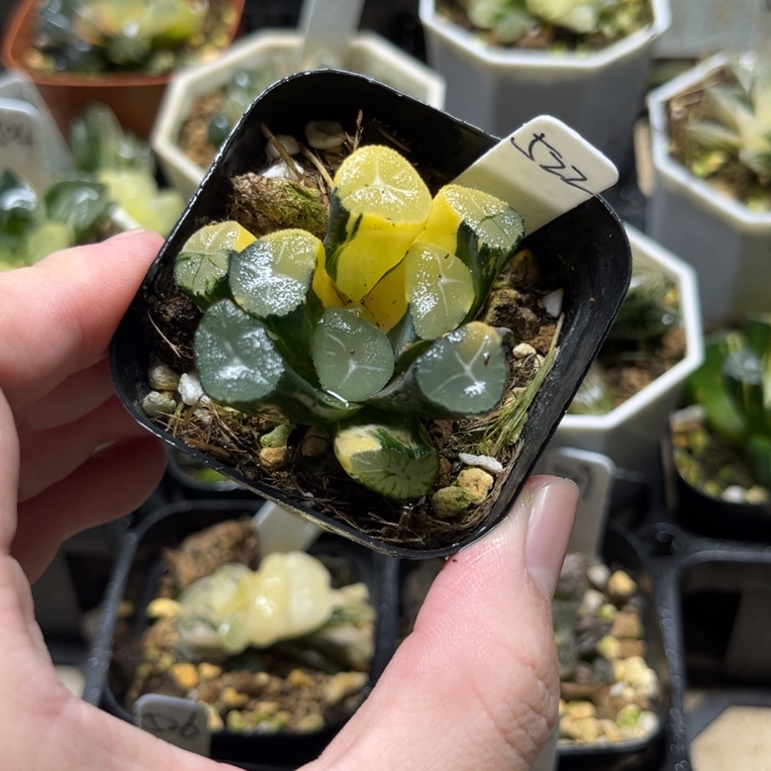 522玉龙万象锦一物一拍