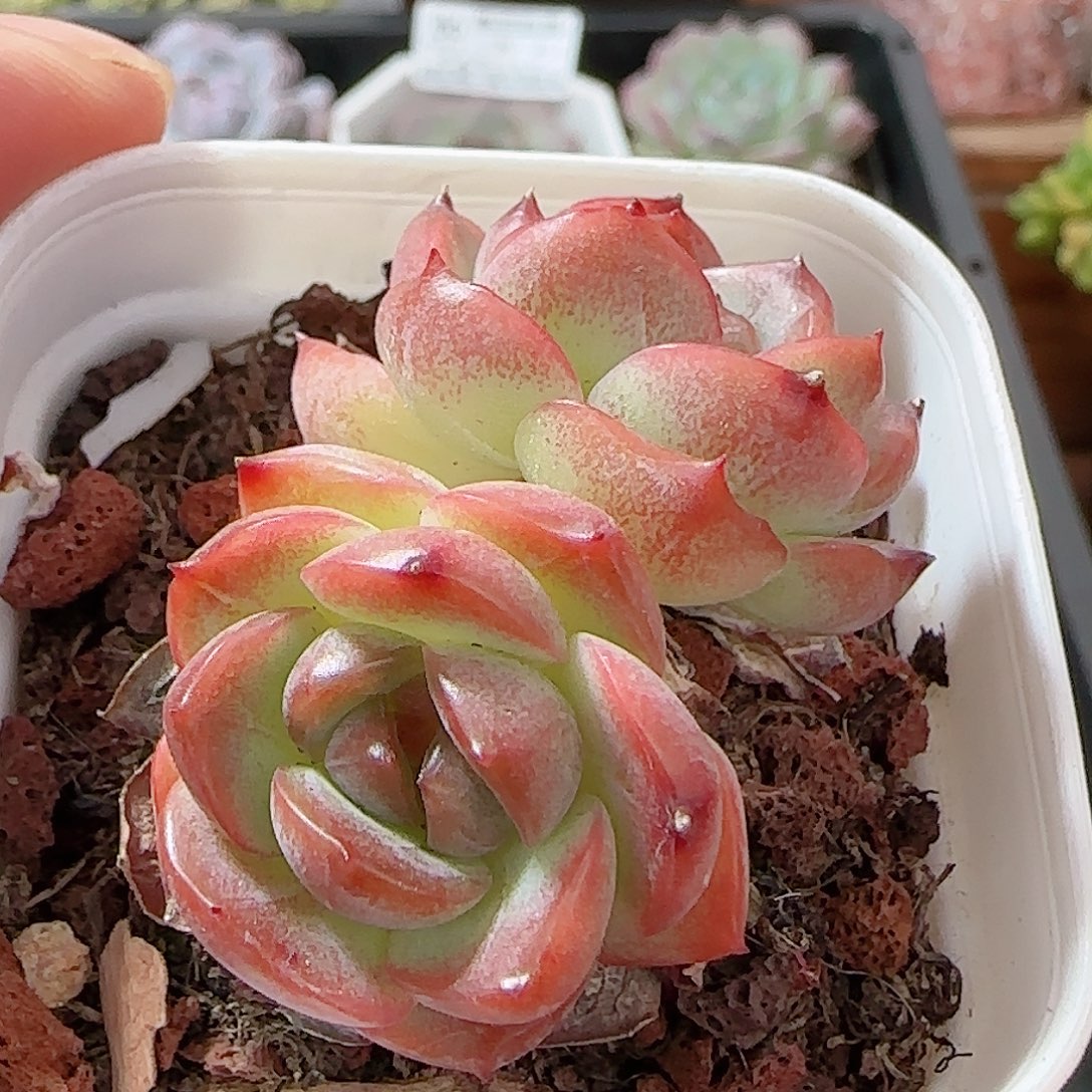 多肉0909-93福利福利