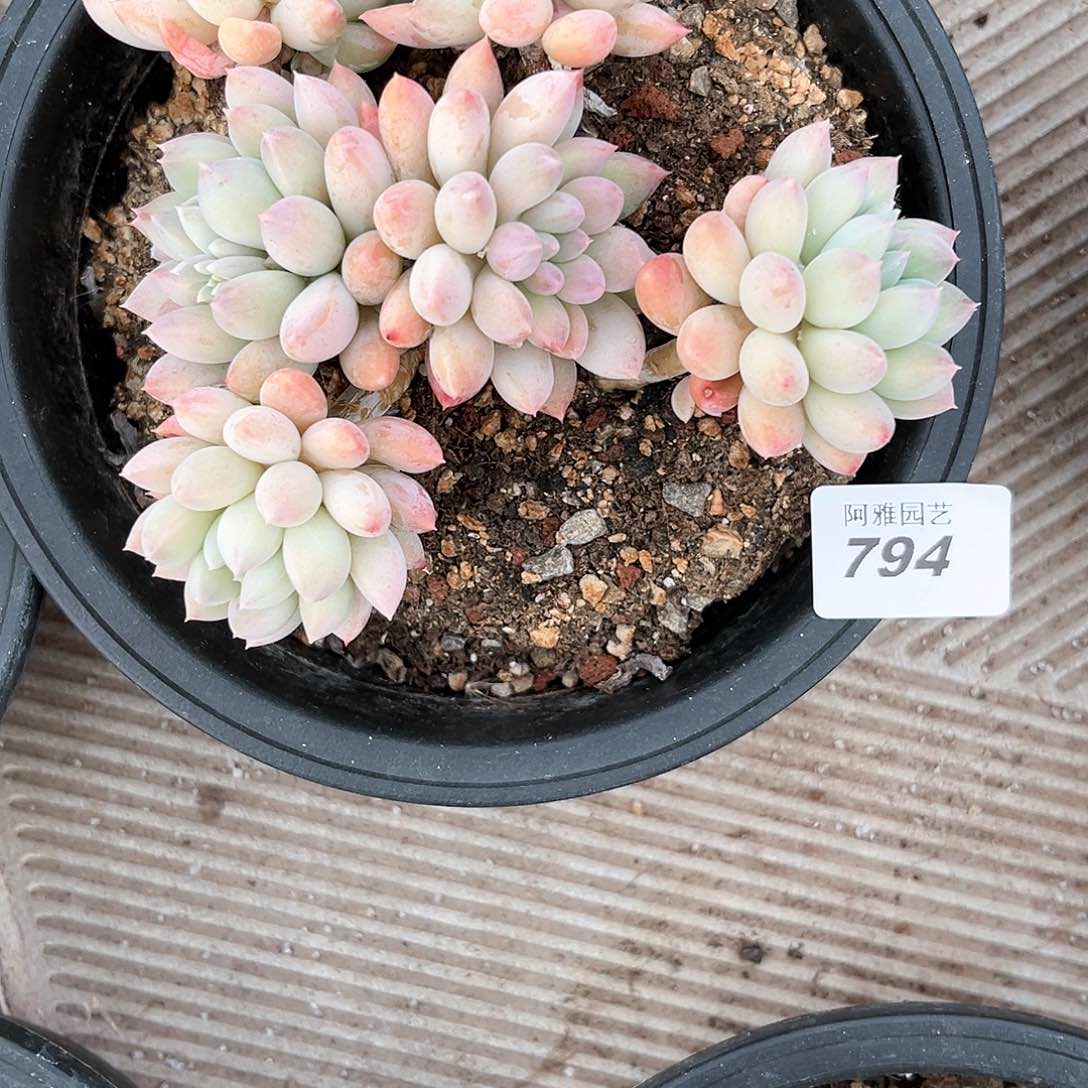 阿雅园艺。            794