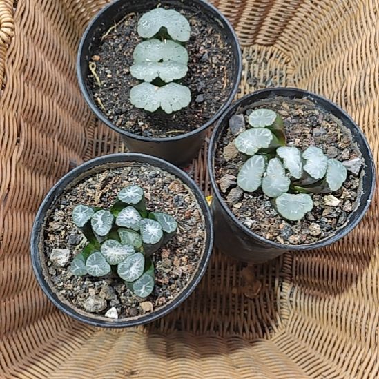 三颗多肉植物原盆土