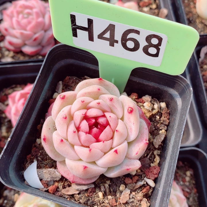 小桃红5.5cm多肉植物