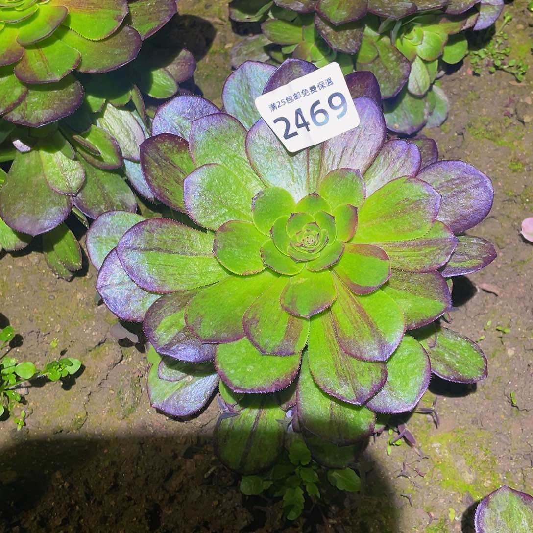 2469花月夜多肉植物