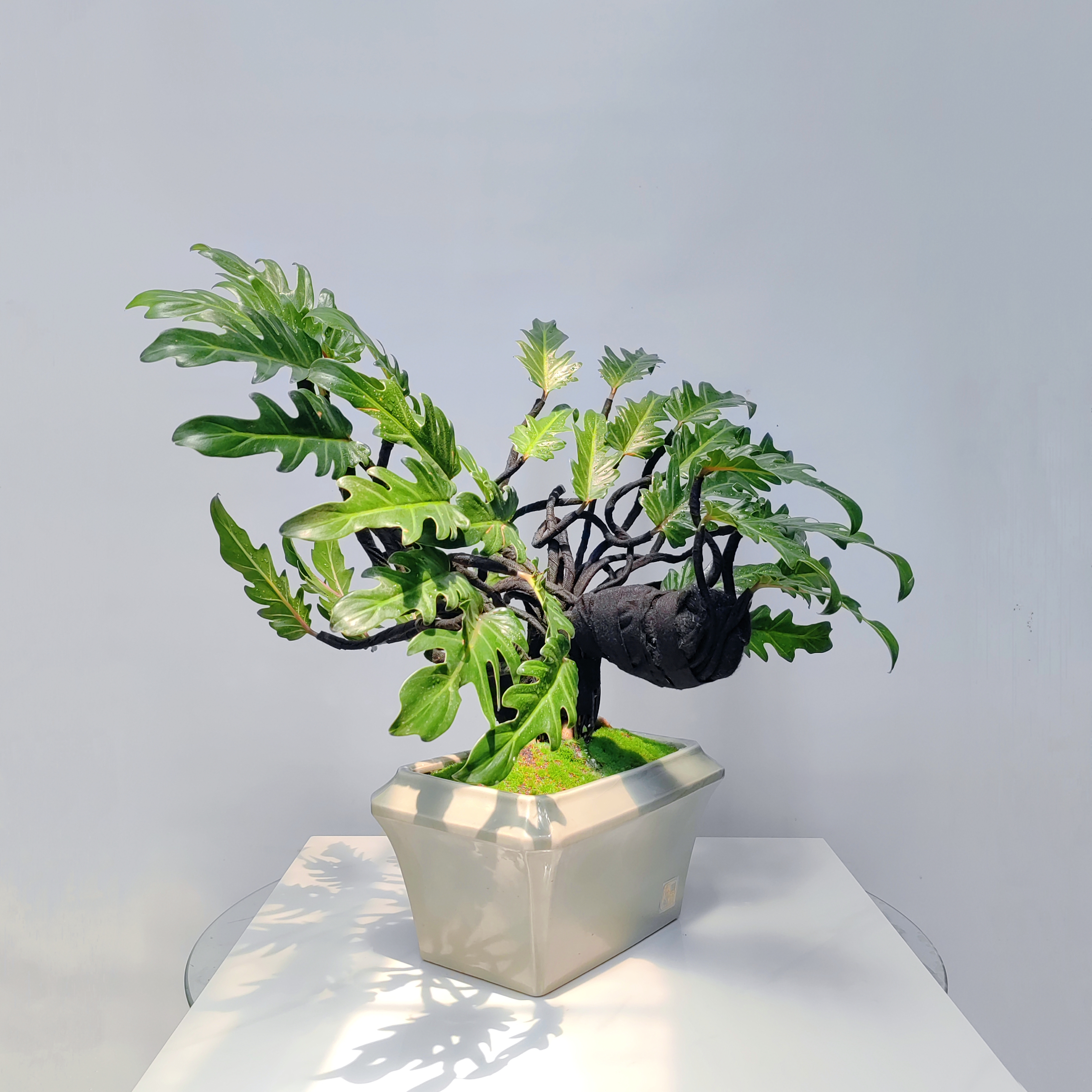 碧羽凝春小天使盆景