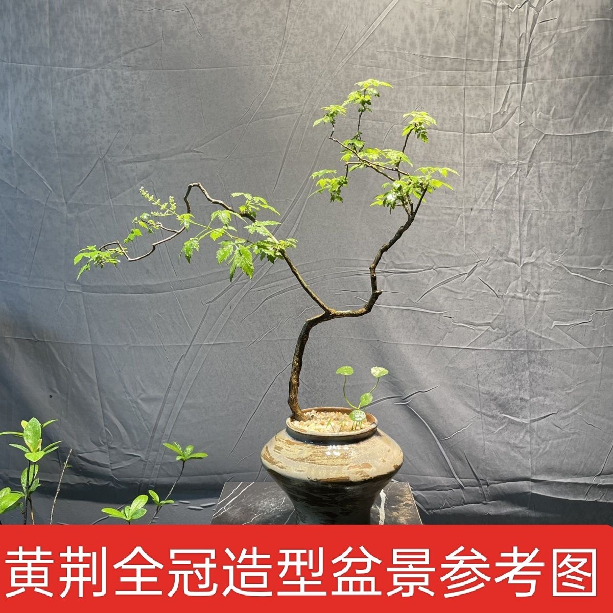 黄荆栀子花桩随机小桩易活室内室外盆景花卉随机发货包邮开花