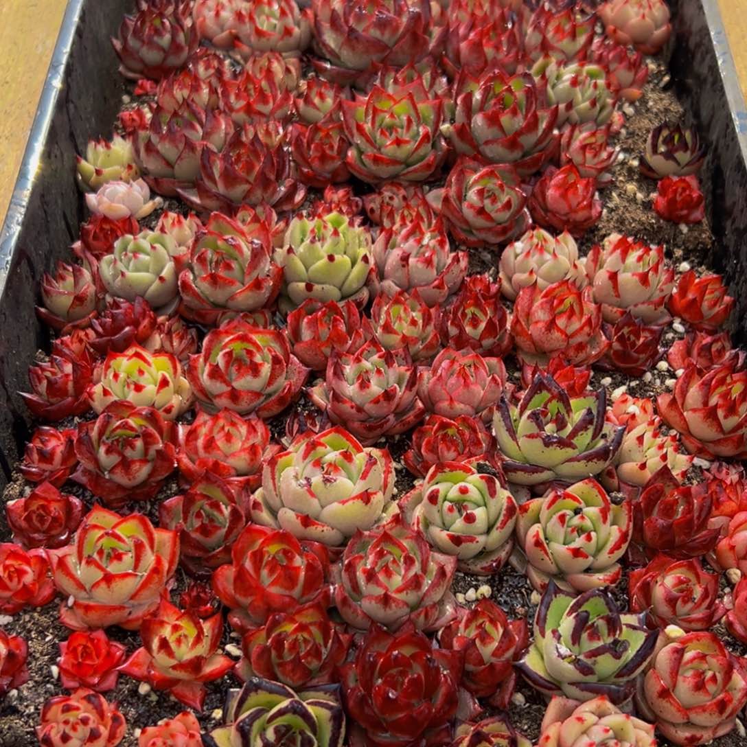 267多肉葡萄领导人物库资料