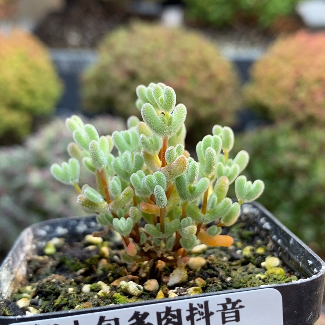 实生莱斯6169枝干番杏