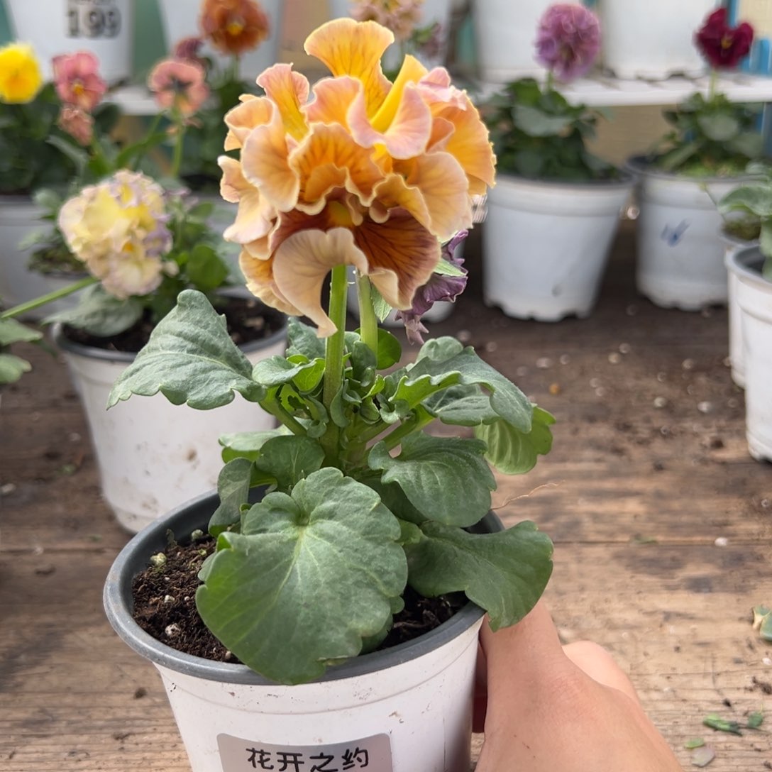 【闪购商品】完全开放271号