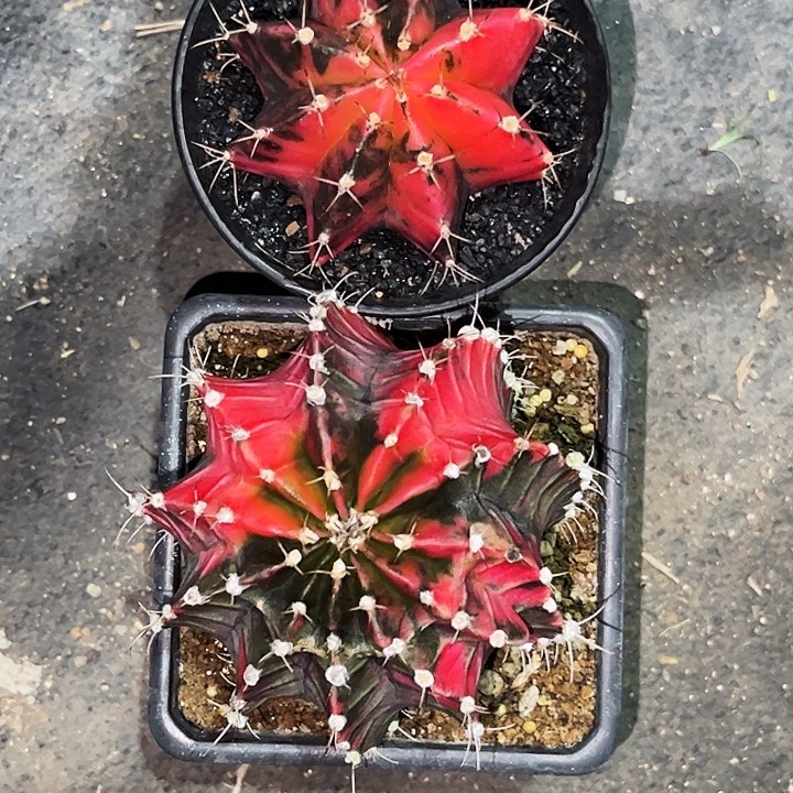 曼***卡花友专拍一物一拍21