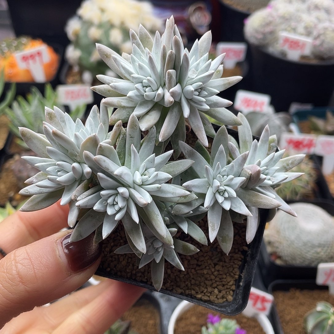 韩系丸叶白菊仙人球