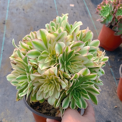 698艳日伞多肉植物