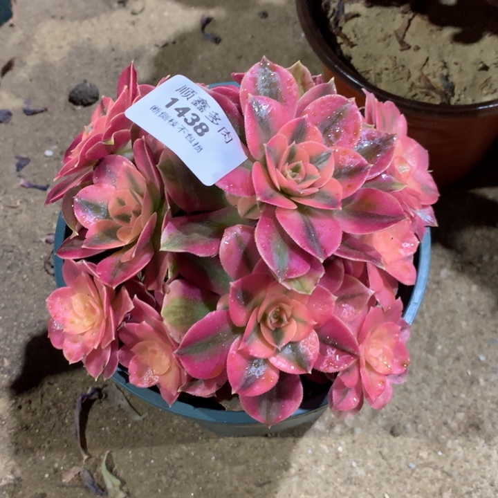 1438粉女巫多肉植物