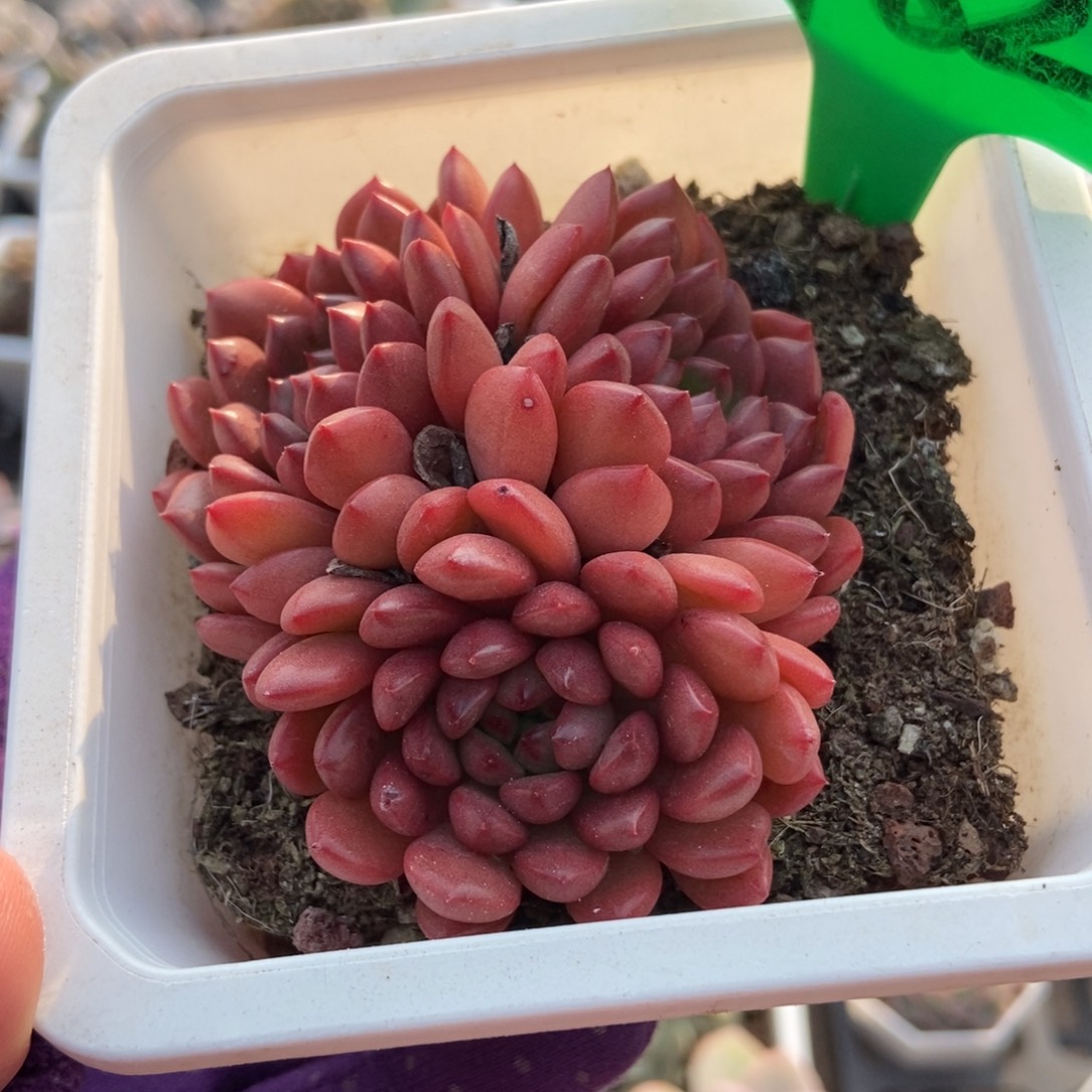 782红宝石多肉植物多肉