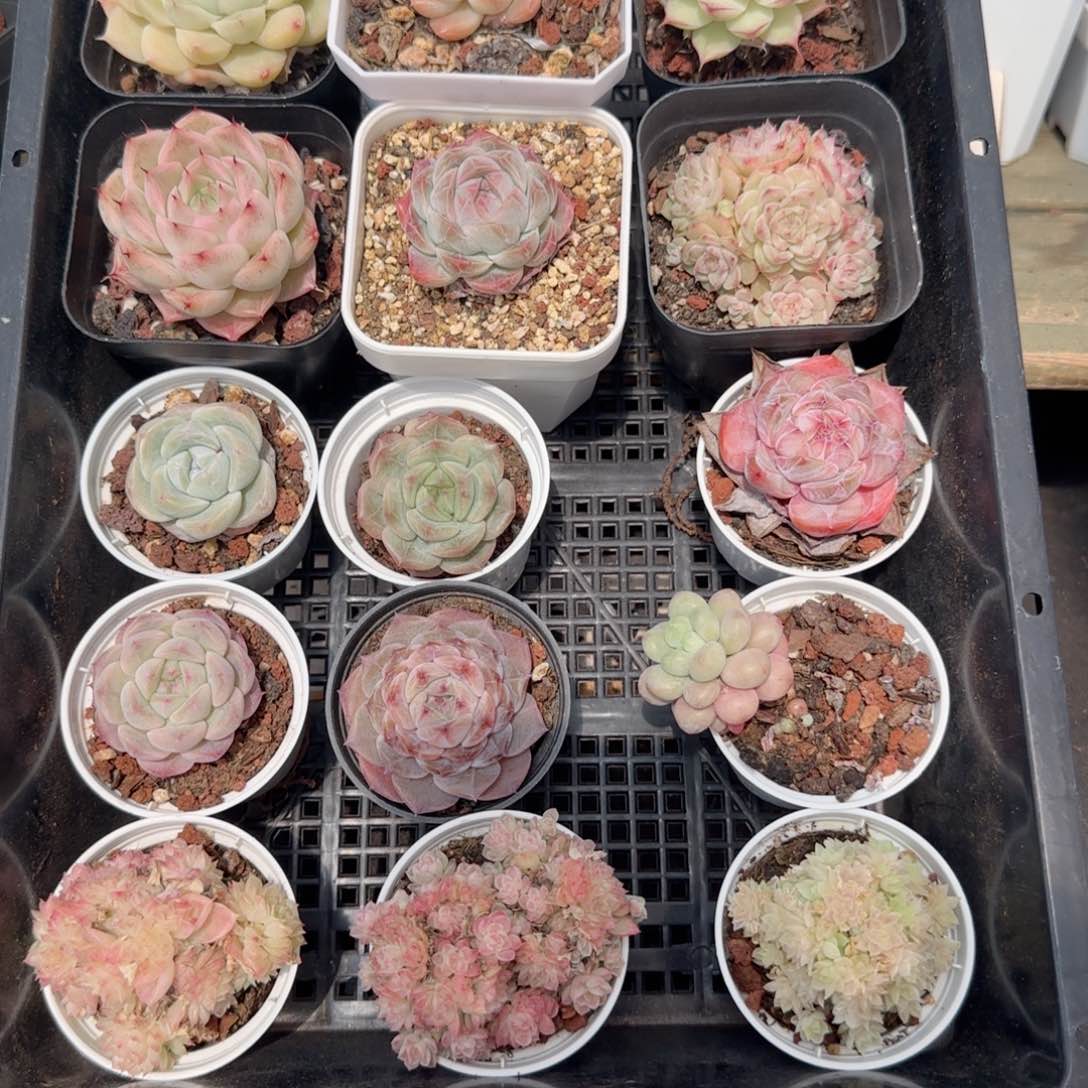 框拍框拍0219-120